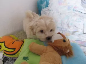  Barevný boloňský psík/ruská barevná bolonka/