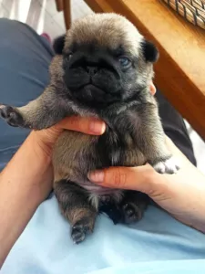 Miminko Mops s pp