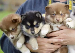 Pomsky štěně na prodej