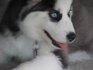 Sibiřský Husky Fenku 