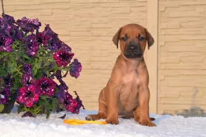  Prodám štěňata rhodeského ridgebacka,nar. 15. 5.  2023