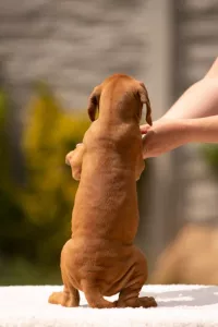  Jěště 2 štěňata rhodeského ridgebacka,s  PP