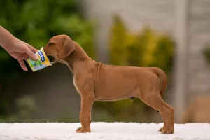  Jěště 2 štěňata rhodeského ridgebacka,s  PP