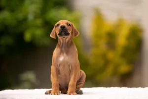  Jěště 2 štěňata rhodeského ridgebacka,s  PP
