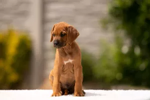  Jěště 2 štěňata rhodeského ridgebacka,s  PP