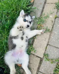  Sibiřský husky Fenku
