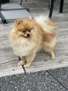  Pomeranian 