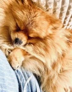  Pomeranian 