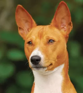 Koupím štěňátko Basenji 