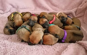  Rhodéský ridgeback - štěňátka s PP
