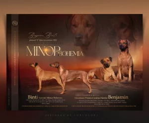  Rhodéský ridgeback - štěňátka s PP