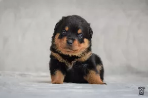  Štěňata rotvajlera s PP - Rottweiler (RTW) - Rotvajler štěně