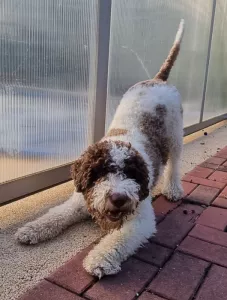  štěňátka Italský vodní pes (Lagotto Romagnolo)