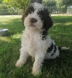  štěňátka Italský vodní pes (Lagotto Romagnolo)