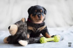  Štěňata rotvajlera s PP - Rottweiler - štěně RTW