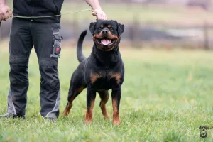  Štěňata rotvajlera s PP - Rottweiler - štěně RTW