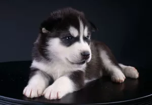  úžasné Pomsky štěňátka k dispozici