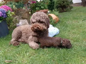  Lagotto romagnolo na prodej