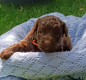  Lagotto romagnolo na prodej