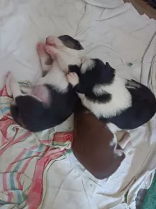 Argo,Andy a Aischa Přijímám rezervaci na čistokrevná štěňa border kolie