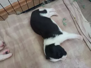 Argo Přijímám rezervaci na čistokrevná štěňa border kolie