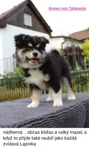  Štěňata Lapinkoira s PP - ihned k odběru