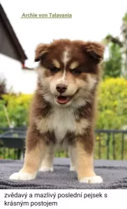  Štěňata Lapinkoira s PP - ihned k odběru