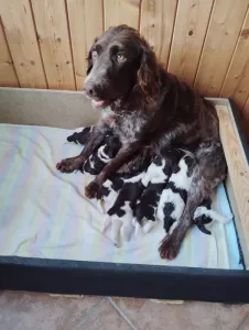 Pečlívá máma německý křepelák štěňata