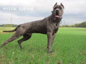  Americký bandog