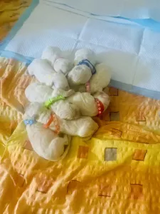  Slovenský čuvač