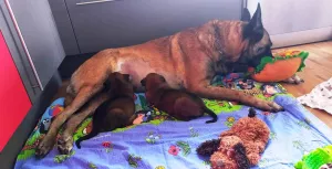  Belgický ovčák - malinois štěňátka s PP