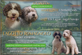 spojení šampiónů štěňátka Italský vodní pes (Lagotto Romagnolo)