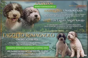 spojení šampiónů štěňátka Italský vodní pes (Lagotto Romagnolo)