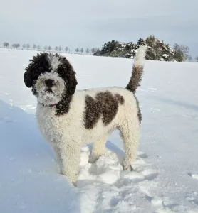  štěňátka Italský vodní pes (Lagotto Romagnolo)