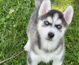  Sibiřský husky štěňata na prodej