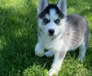  Sibiřský husky štěňata na prodej