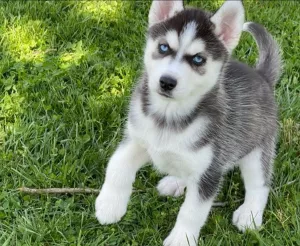  Sibiřský husky štěňata na prodej