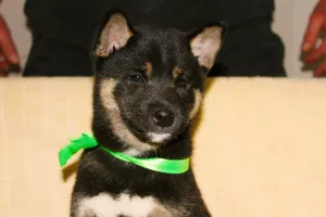  Štěňata Shiba inu na prodej