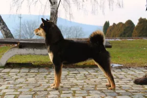  Štěňata Shiba inu na prodej
