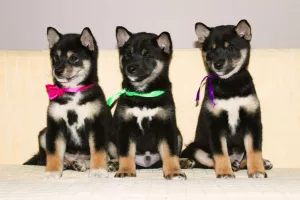  Štěňata Shiba inu na prodej