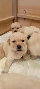 Štěňátka  Štěňátka labradorského retrívra s PP 