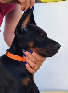  Štěňata dobermana, dva černí pejsci