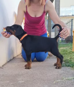  Štěňata dobermana, dva černí pejsci