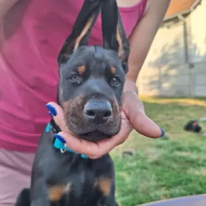  Štěňata dobermana, dva černí pejsci