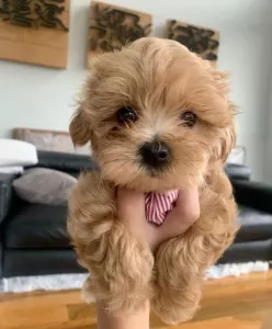  Krásná štěňátka pejska a fenky Maltipoo.