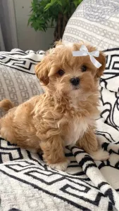 Krásná štěňátka pejska a fenky Maltipoo. 