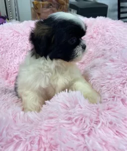  Shih-tzu s PP