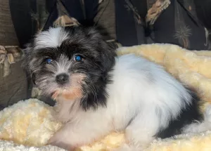  Shih-tzu s PP