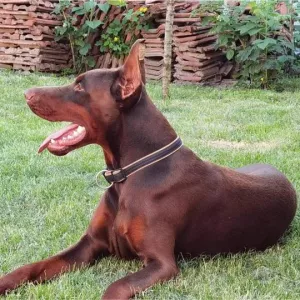  DOBERMAN štěňata na prodej