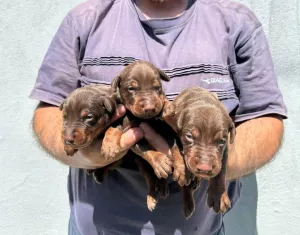 DOBERMAN štěňata na prodej 